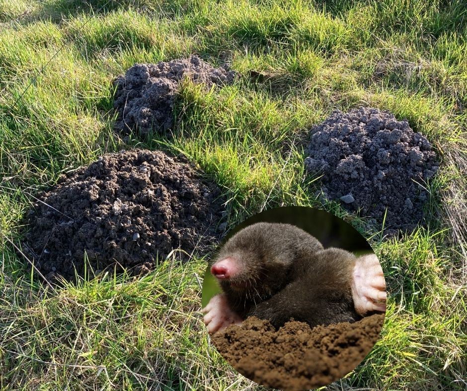 Moles in the meadows