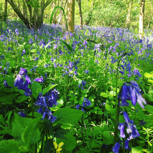 Bluebell Walk