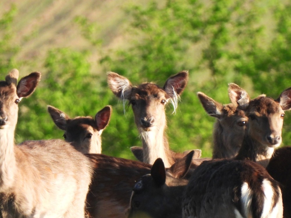 Wildlife Talk