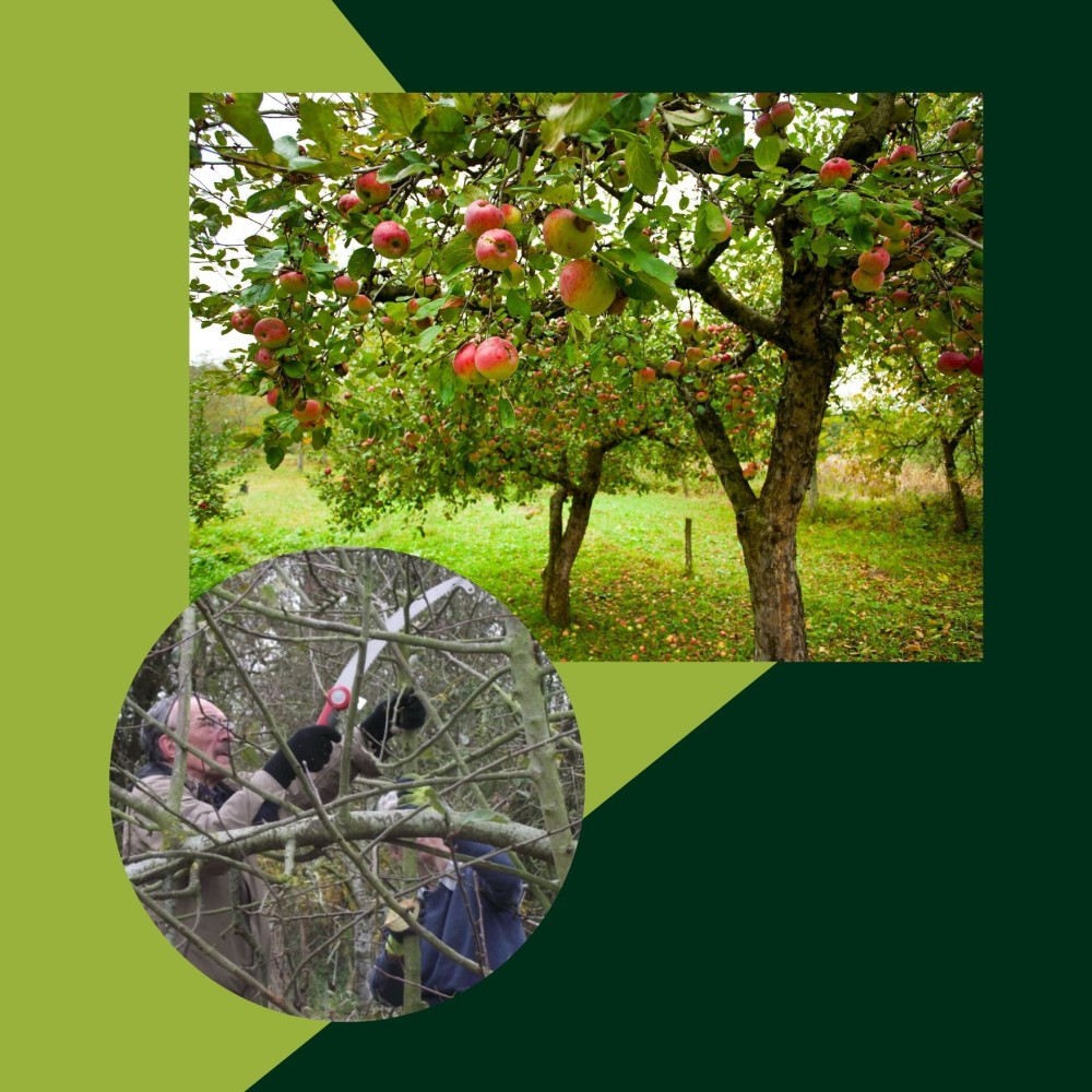 Fruit Tree Pruning Workshop